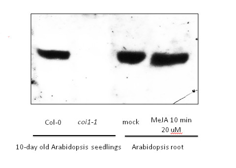western blot using anti-COI1 antibodies